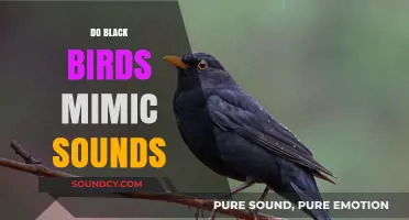 Do Black Birds Mimic Sounds? Exploring Their Vocal Abilities and Behaviors