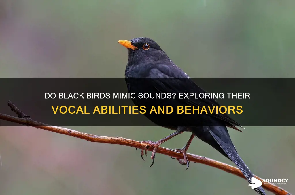 do black birds mimic sounds