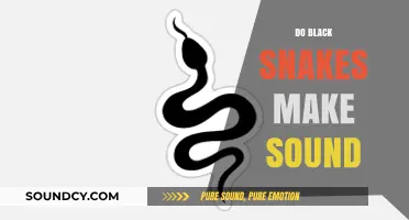 Unveiling the Mystery: Do Black Snakes Hiss or Stay Silent?