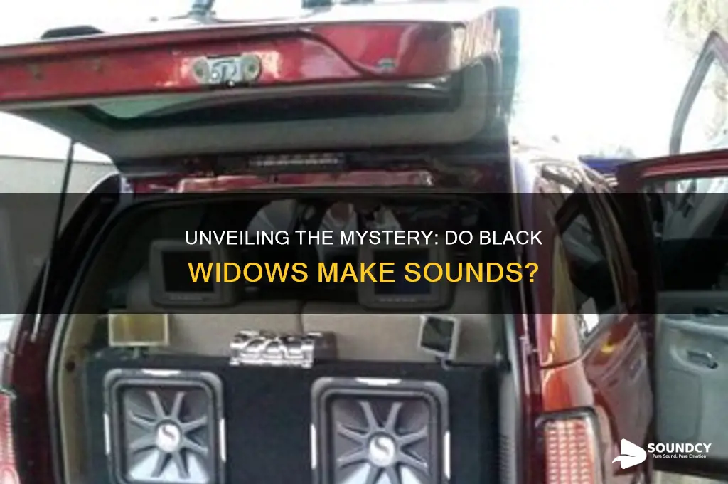 do black widows make sounds