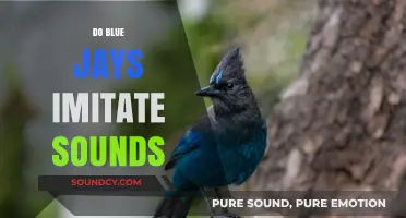 Do Blue Jays Imitate Sounds? Exploring Their Vocal Mimicry Abilities