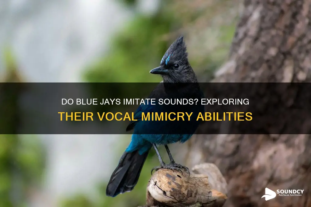 do blue jays imitate sounds
