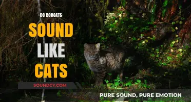 Do Bobcats Meow? Unraveling Their Unique Sounds and Cat Comparisons