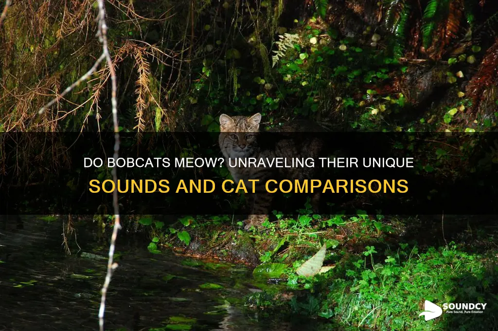 do bobcats sound like cats