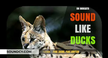 Do Bobcats Quack? Unraveling the Myth of Duck-Like Sounds