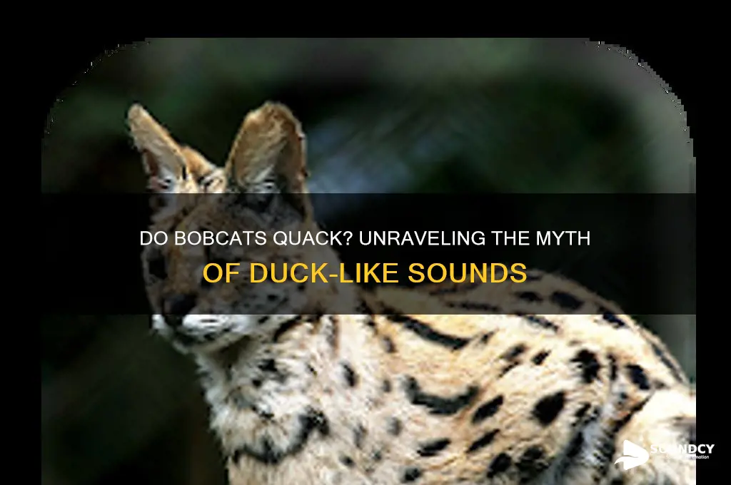 do bobcats sound like ducks