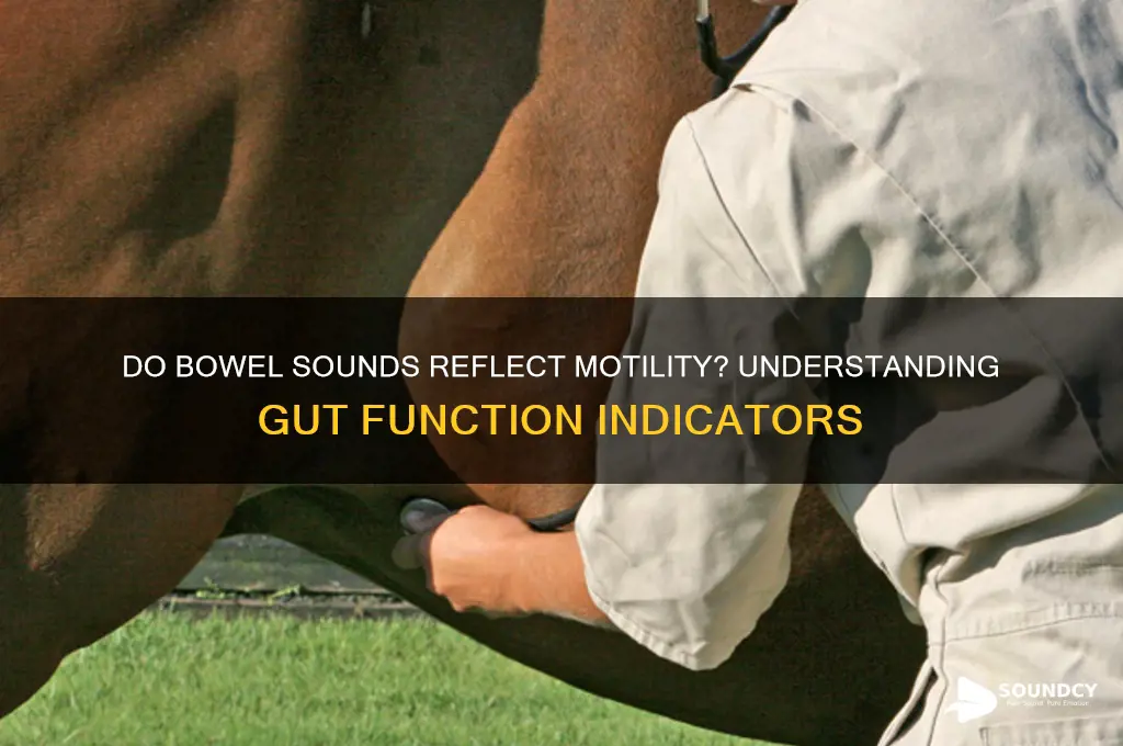do bowel sounds indicate motility