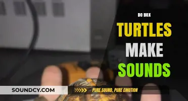 Do Box Turtles Make Sounds? Uncovering Their Unique Communication Methods