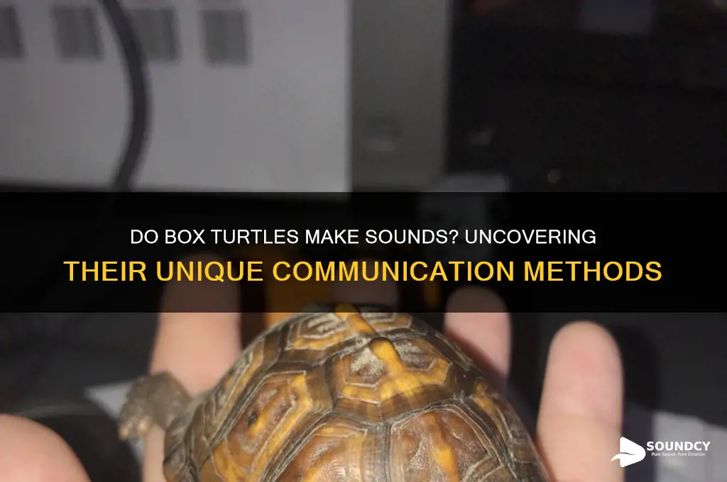 do box turtles make sounds