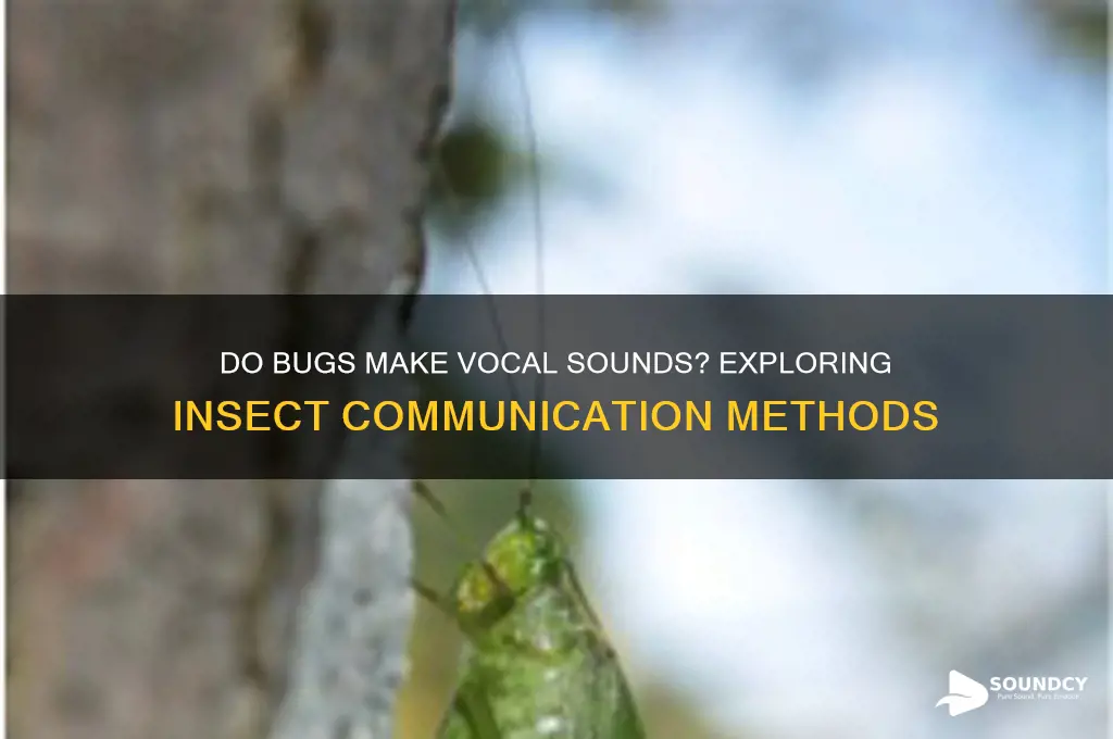do bugs make vocal sounds