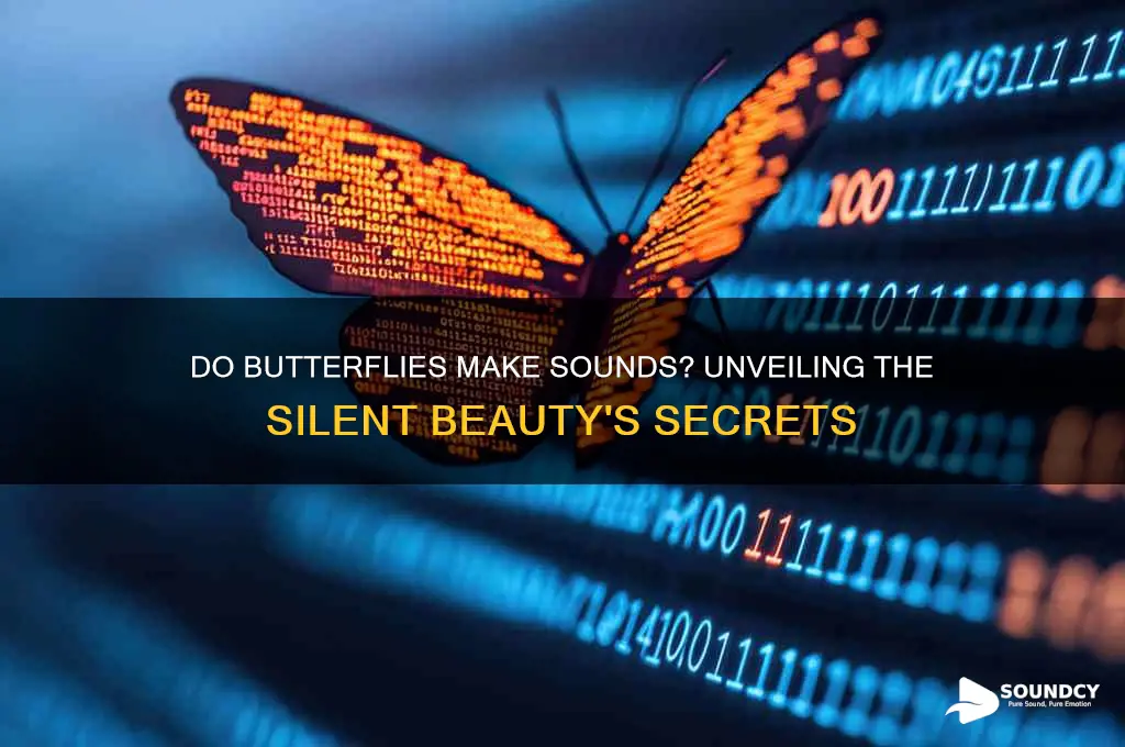 do butterflies make any sounds