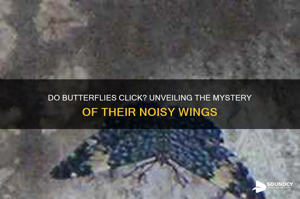 do butterflies make clicking sounds