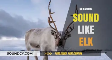 Caribou vs. Elk: Unraveling the Unique Sounds of These Majestic Creatures