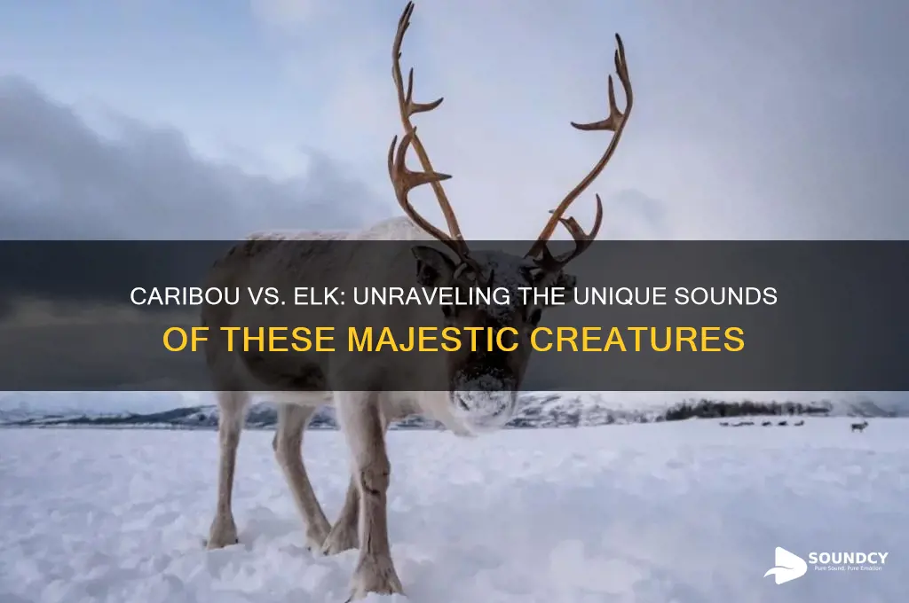do caribou sound like elk