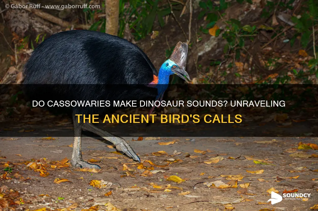 do cassowaries make dinosaur sounds