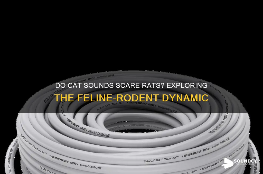 do cat sounds scare rats