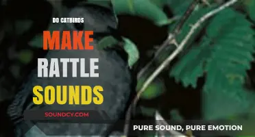 Unveiling the Mystery: Do Catbirds Produce Rattle-Like Sounds?