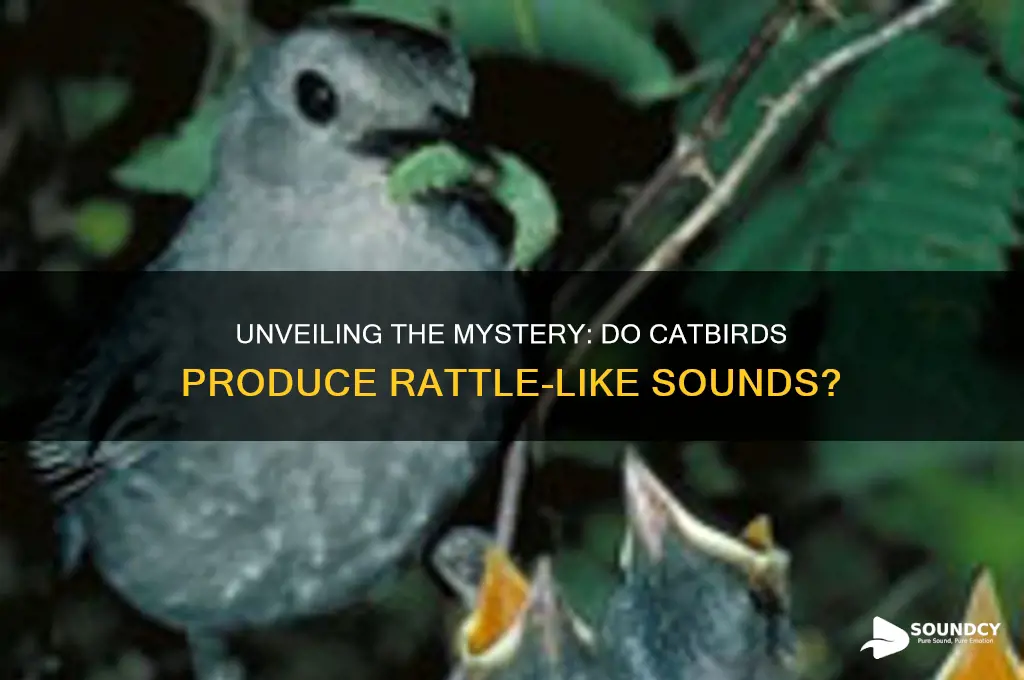 do catbirds make rattle sounds