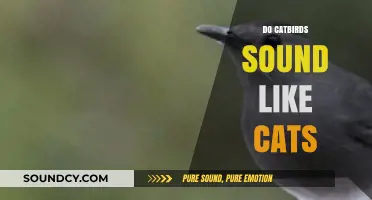 Do Catbirds Meow? Unraveling the Feline-Like Calls of Catbirds