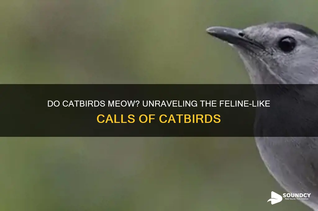 do catbirds sound like cats