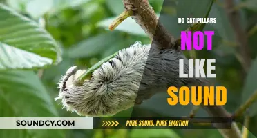 Do Caterpillars Dislike Sound? Exploring Their Sensitivity to Noise