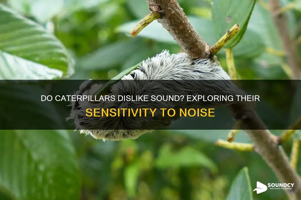 do catipillars not like sound