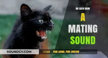 How Do Cats Communicate During Mating?