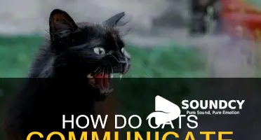 do cats have a mating sound