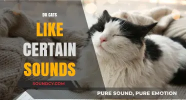 Purring Preferences: Exploring the Sounds Cats Love and Hate