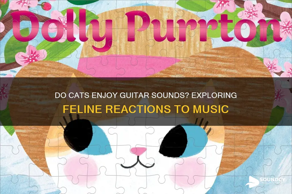 do cats like guitar sounds