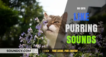 Do Cats Enjoy Purring Sounds? Exploring Feline Reactions and Preferences