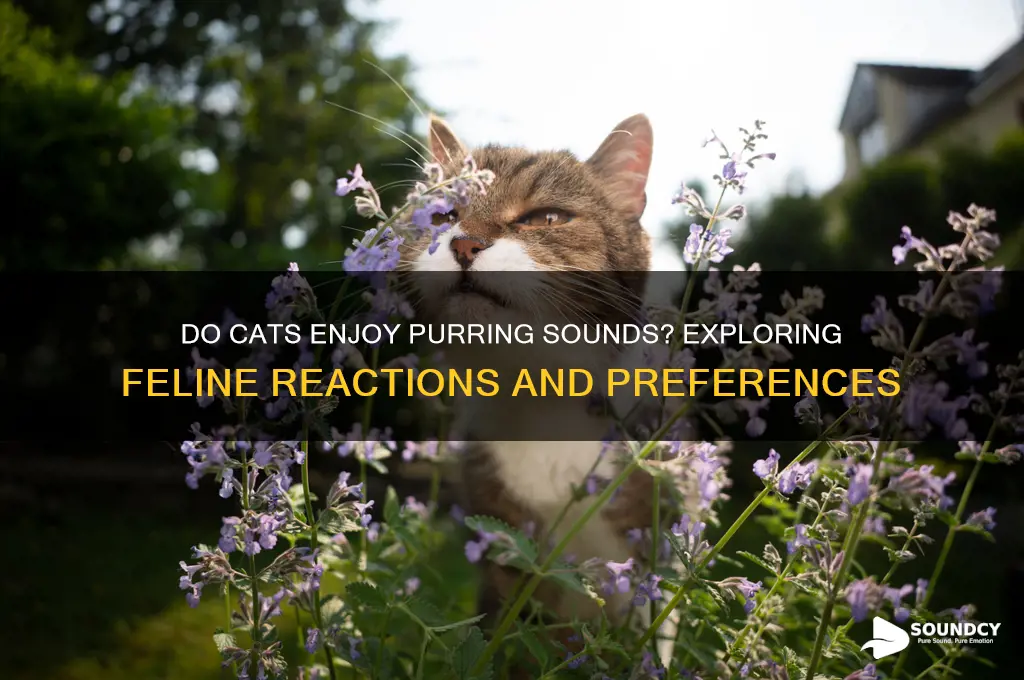 do cats like purring sounds
