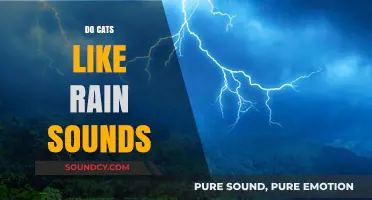 Purring in the Storm: Do Cats Enjoy Rain Sounds?