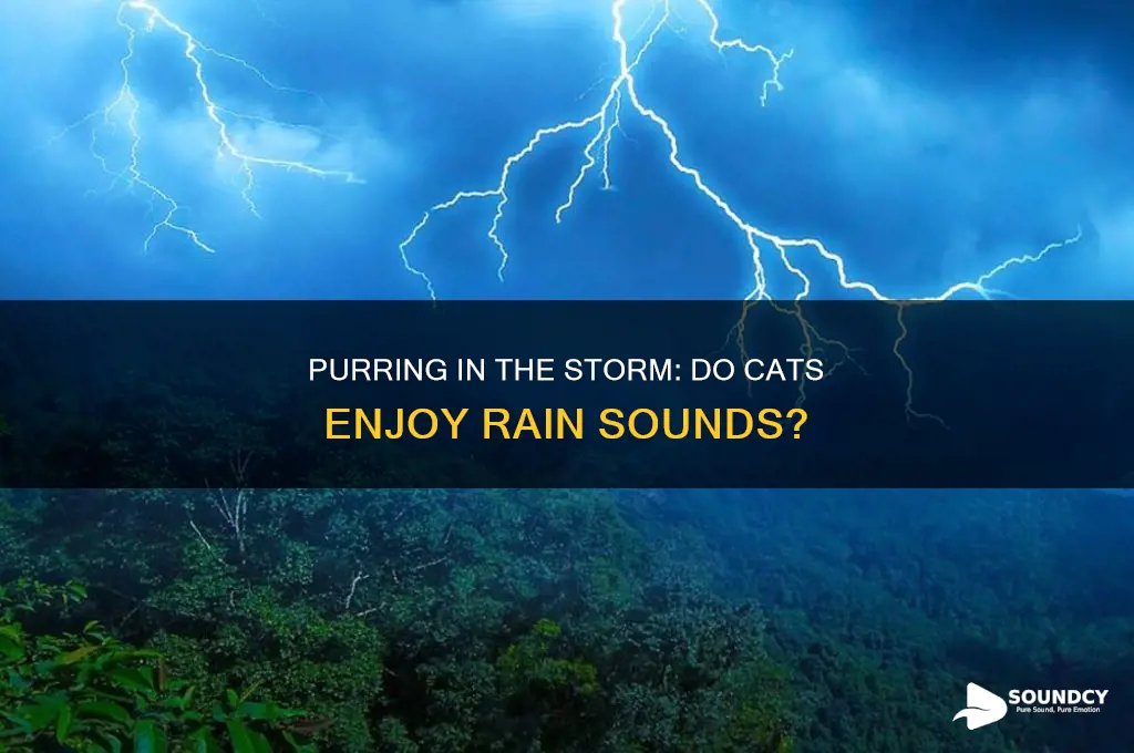 do cats like rain sounds