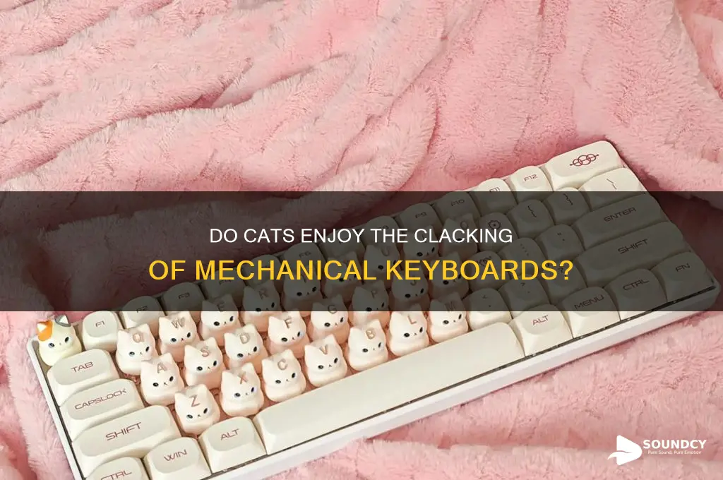 do cats like the sound of a mechanical keybooard