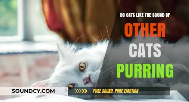 Do Cats Enjoy Hearing Other Cats Purr? Exploring Feline Reactions