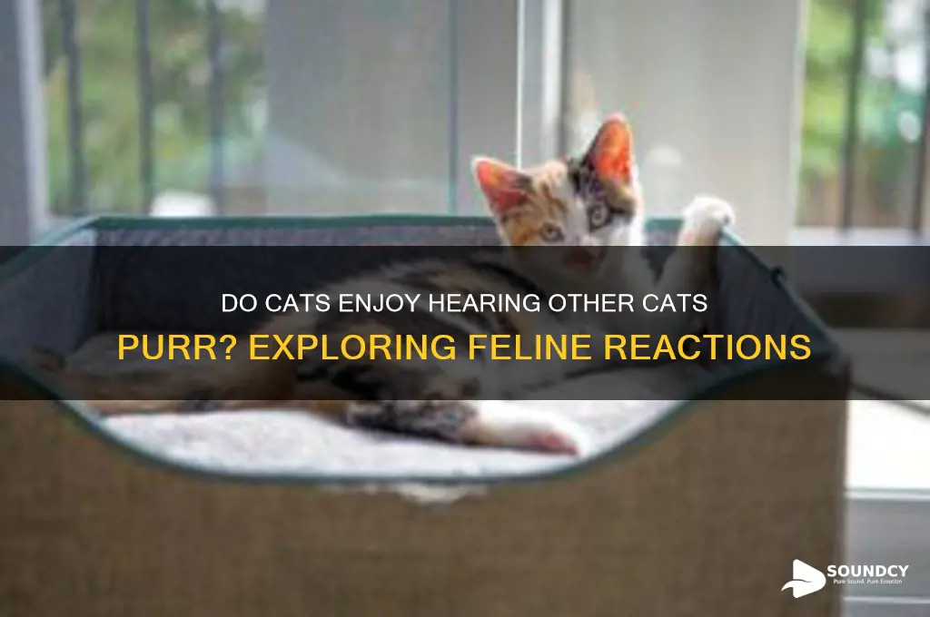 do cats like the sound of other cats purring