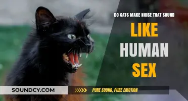 Do Cats Make Noises Resembling Human Intimacy Sounds?