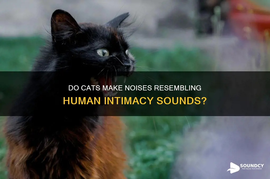 do cats make noise that sound like human sex
