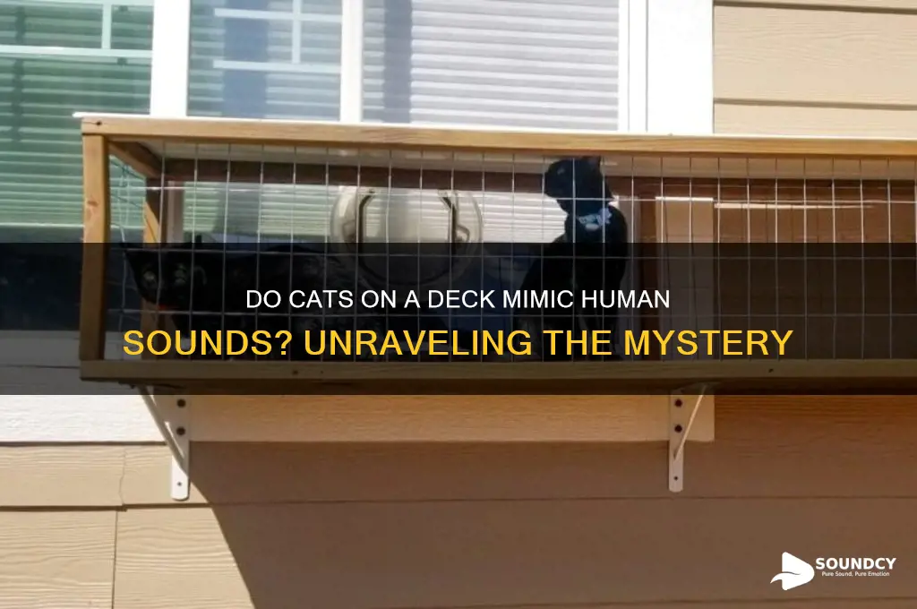 do cats on a deck sound like a person