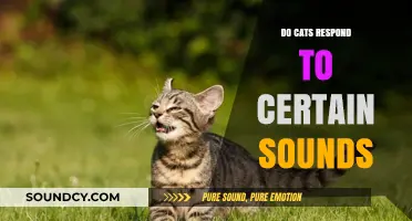 How Cats React to Different Sounds