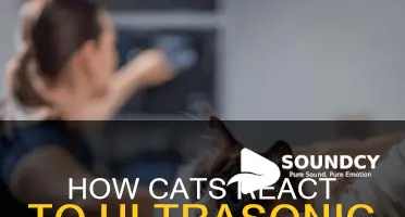 do cats respond to ultrasonic sounds
