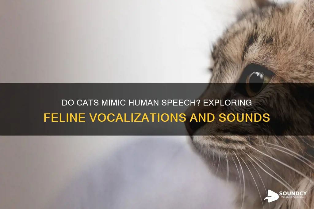 do cats sound like humans
