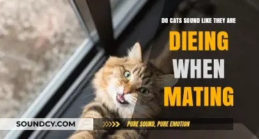 Why Do Cats Make Loud Noises During Mating? Explained