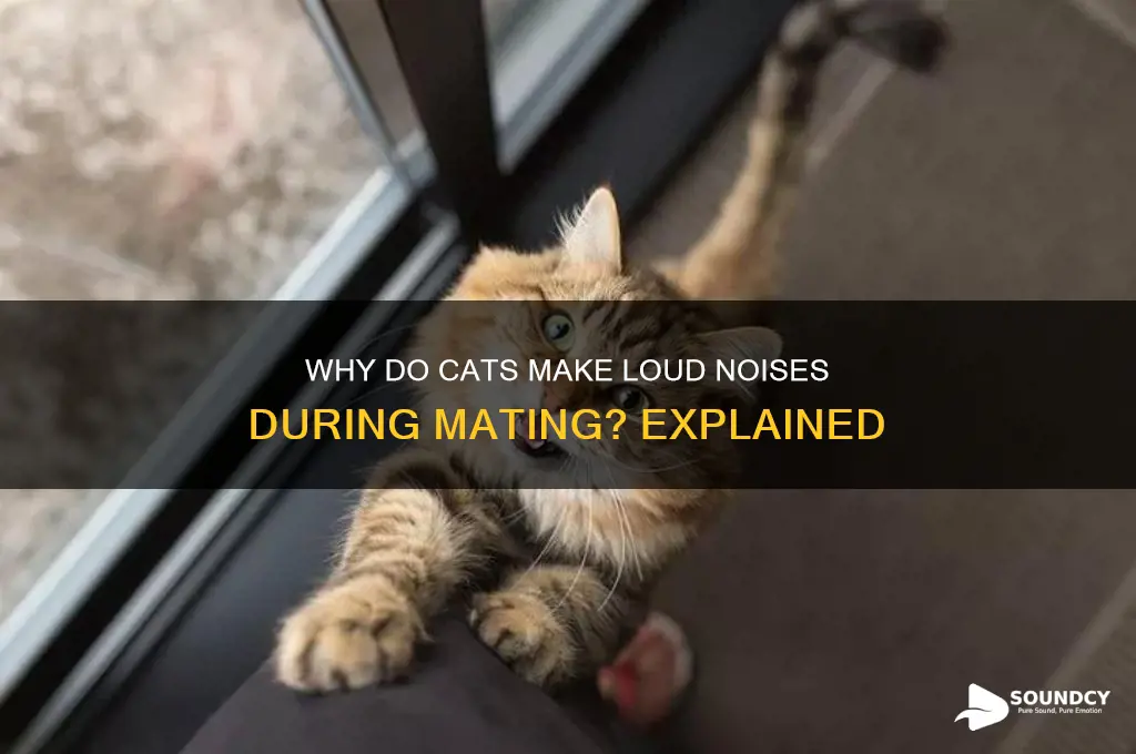 do cats sound like they are dieing when mating