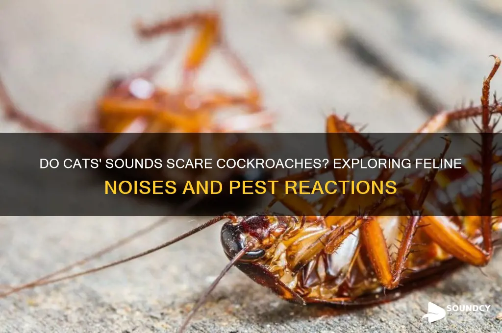 do cats sound scare cockroaches