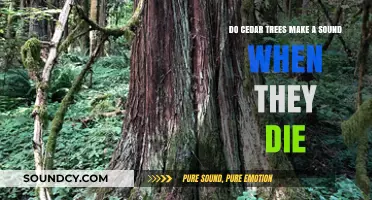 The Silent Death of Cedars: Do Dying Trees Whisper or Fall Quietly?