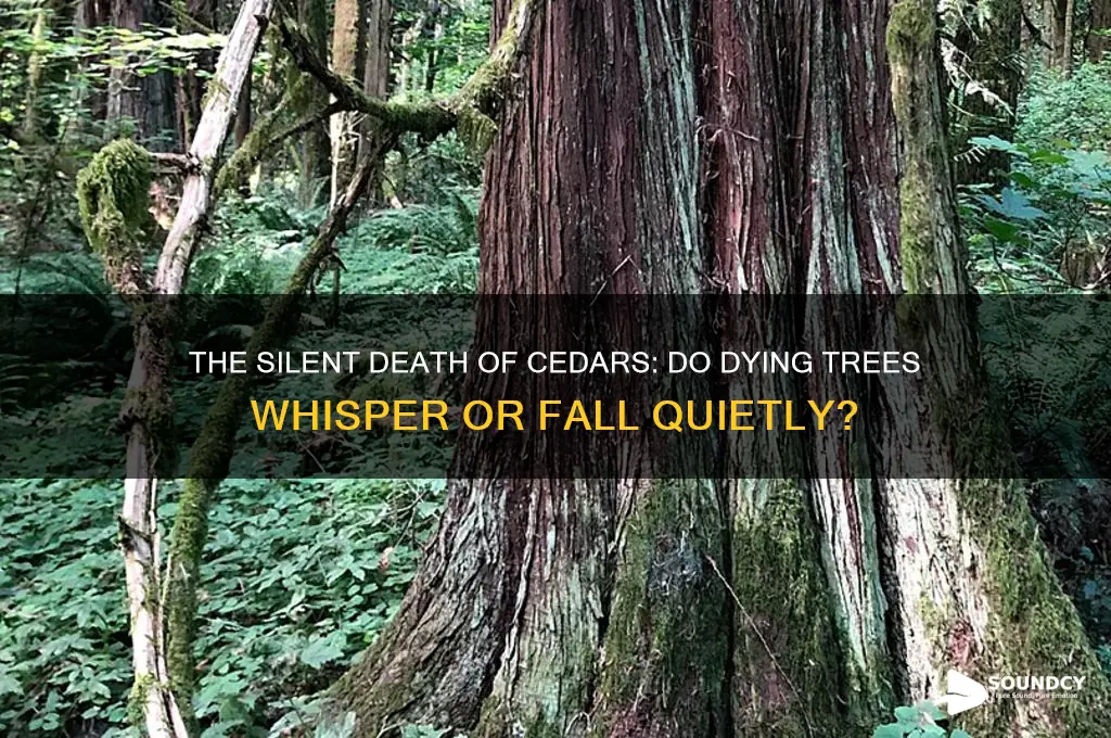 do cedar trees make a sound when they die