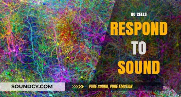 How Cells React to Sound: Unveiling the Science Behind Sonic Responses