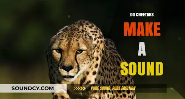 Unveiling the Mystery: Do Cheetahs Make Unique Sounds?